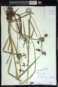 Scirpus hattorianus image