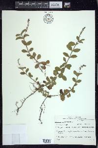 Veronica officinalis image