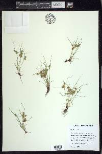 Cyperus squarrosus image