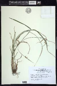 Scleria oligantha image