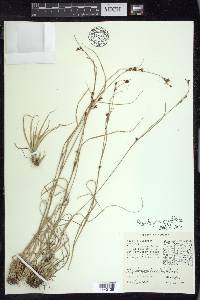 Rhynchospora capitellata image