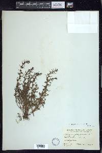 Veronica peregrina subsp. xalapensis image