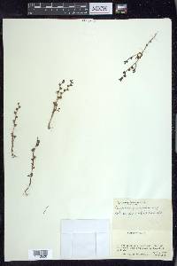 Veronica peregrina subsp. xalapensis image