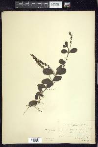 Veronica officinalis image