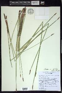 Eleocharis macrostachya image