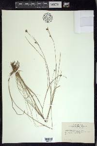 Rhynchospora gracilenta image