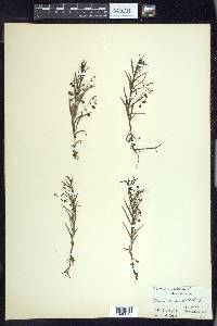 Veronica scutellata image