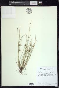 Schoenoplectiella saximontana image