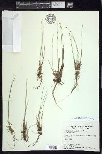 Trichophorum cespitosum image