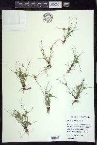 Cyperus squarrosus image