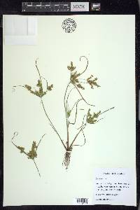 Cyperus iria image