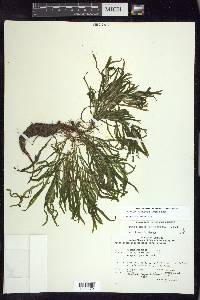 Potamogeton obtusifolius image