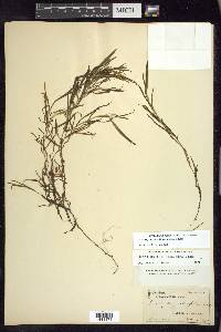 Potamogeton obtusifolius image