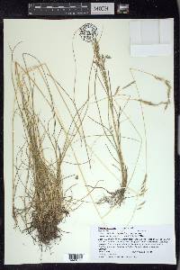 Festuca rubra image