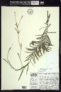 Potamogeton robbinsii image