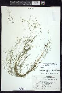 Potamogeton pusillus subsp. gemmiparus image