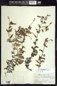 Potamogeton richardsonii image