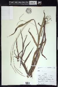 Paspalum setaceum var. ciliatifolium image