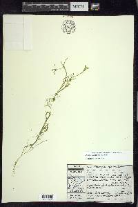 Potamogeton spirillus image