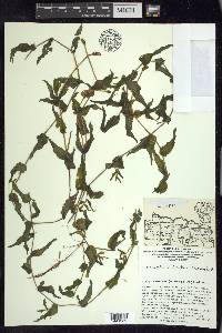 Potamogeton richardsonii image