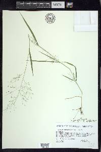 Panicum gattingeri image