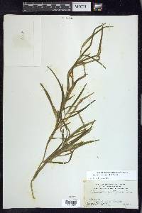 Potamogeton zosteriformis image