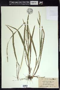 Paspalum setaceum var. muhlenbergii image