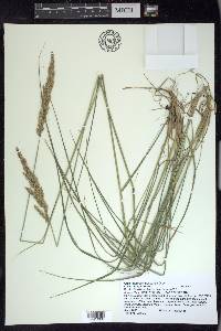 Calamagrostis stricta subsp. inexpansa image