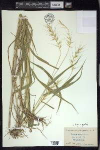 Elymus hystrix image