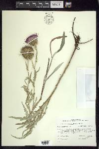 Cirsium flodmanii image