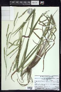 Paspalum dilatatum image