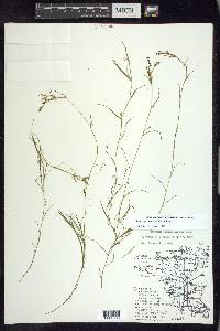 Potamogeton strictifolius image