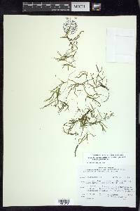 Potamogeton pusillus subsp. tenuissimus image