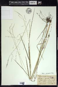 Festuca subverticillata image