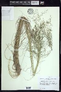 Eragrostis curvula image