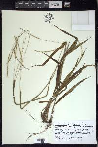 Paspalum setaceum var. ciliatifolium image