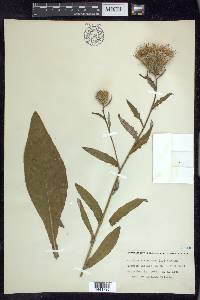 Cirsium altissimum image