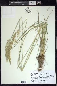 Calamagrostis stricta subsp. inexpansa image