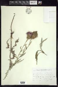 Cirsium flodmanii image