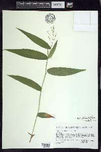 Dichanthelium latifolium image