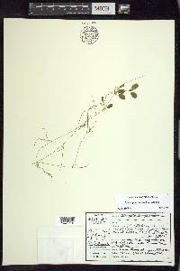 Potamogeton vaseyi image