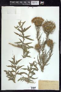 Cirsium altissimum image