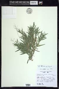 Dichanthelium acuminatum subsp. columbianum image