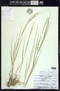 Spartina alterniflora image