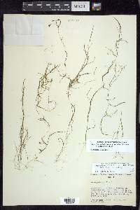 Potamogeton pusillus subsp. tenuissimus image