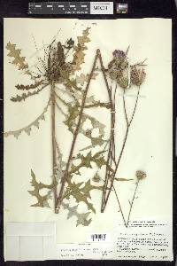 Cirsium carolinianum image