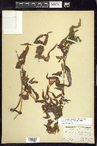 Potamogeton richardsonii image