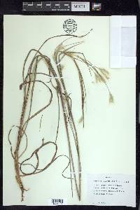 Andropogon ternarius image