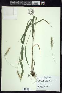 Elymus villosus image