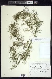Potamogeton pusillus subsp. tenuissimus image